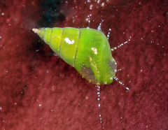 Phasianella