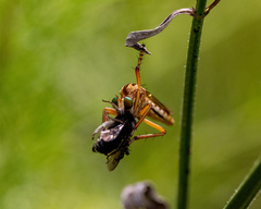 Diogmites crudelis