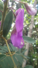 Tephrosia purpurea image