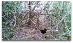 Turdus merula
