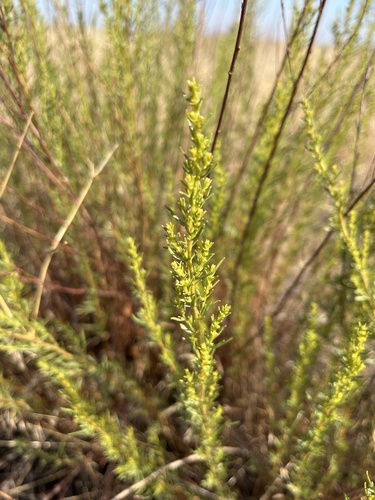 Artemisia biennis iNat (1)