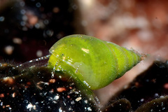 Phasianella
