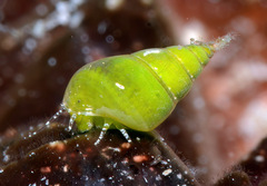 Phasianella