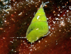 Phasianella