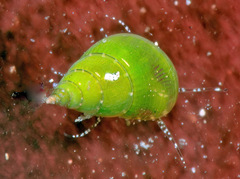 Phasianella
