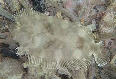 Pseudorhombus jenynsii