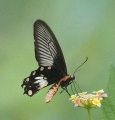 Pachliopta aristolochiae