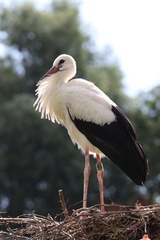 Ciconia ciconia