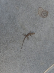 Podarcis muralis