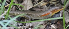 Eutropis multifasciata