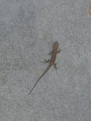 Podarcis muralis