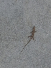 Podarcis muralis