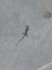 Podarcis muralis
