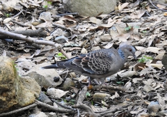 Streptopelia orientalis