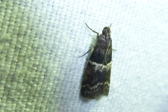 Elegia similella