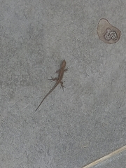 Podarcis muralis