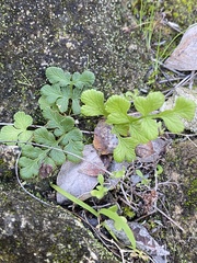 Cheilanthes capensis