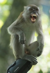 Macaca fascicularis