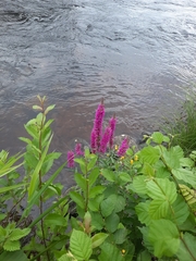Lythrum salicaria