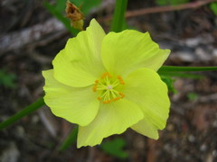 Cienfuegosia yucatanensis