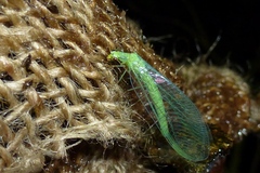 Chrysopa pallens-group