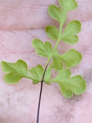 Cheilanthes capensis