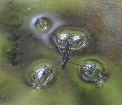 Aquarius conformis