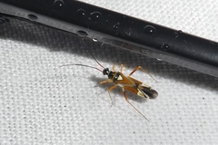 Cyllecoris histrionius