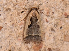 Dichomeris setosella