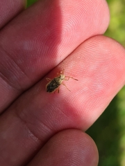 Rhopalus parumpunctatus