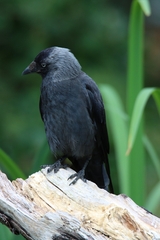 Corvus monedula