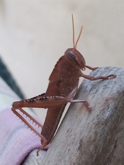 Anacridium aegyptium