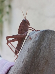 Anacridium aegyptium
