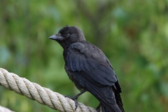 Corvus monedula