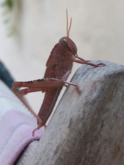 Anacridium aegyptium