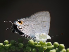 Hypolycaena erylus