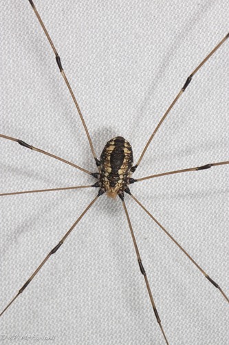 Sclerosomatidae