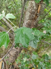 Populus alba