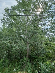 Populus alba