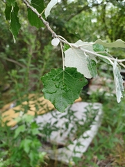 Populus alba