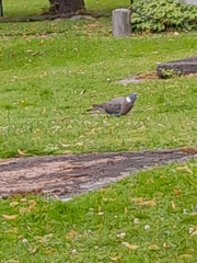 Columba palumbus
