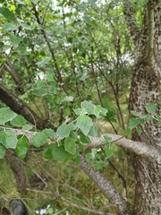 Populus alba