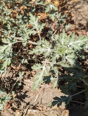 Ambrosia acanthicarpa