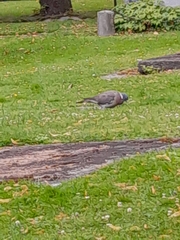 Columba palumbus