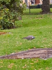 Columba palumbus