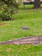 Columba palumbus