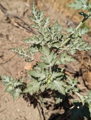 Ambrosia acanthicarpa