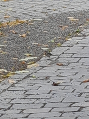 Motacilla alba
