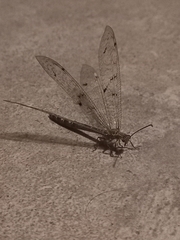 Distoleon tetragrammicus