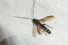 Metopius fuscipennis